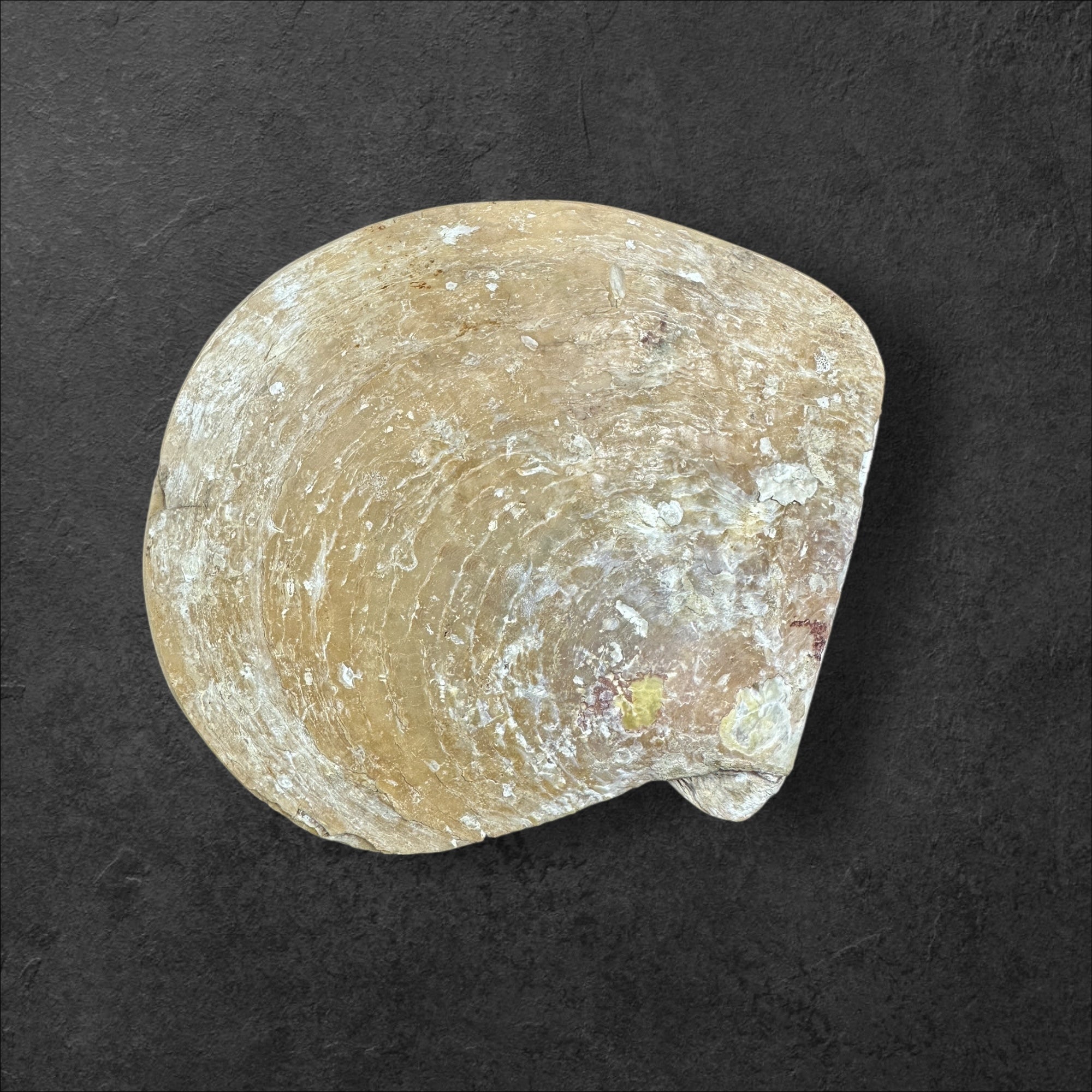 Große Muschel Kriegsweihnacht 1939